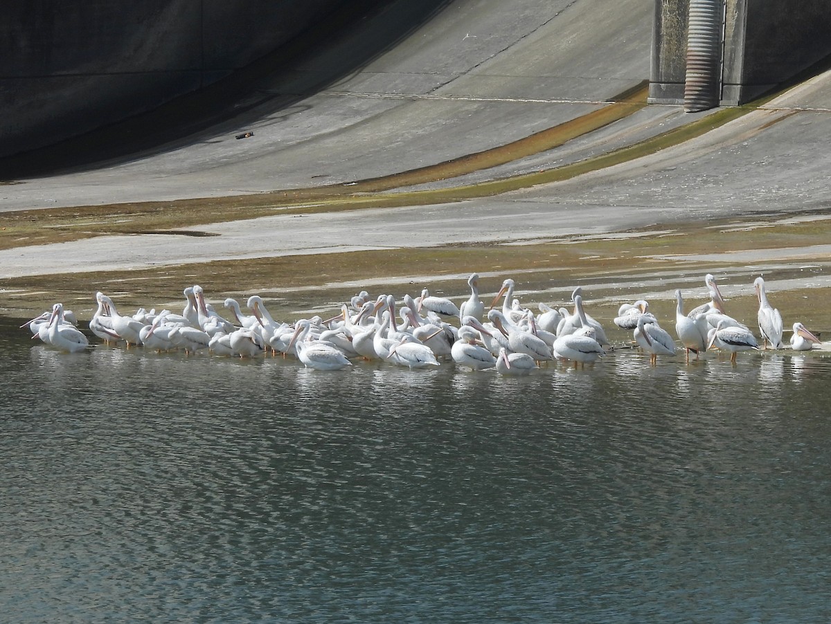 アメリカシロペリカン - ML642020552