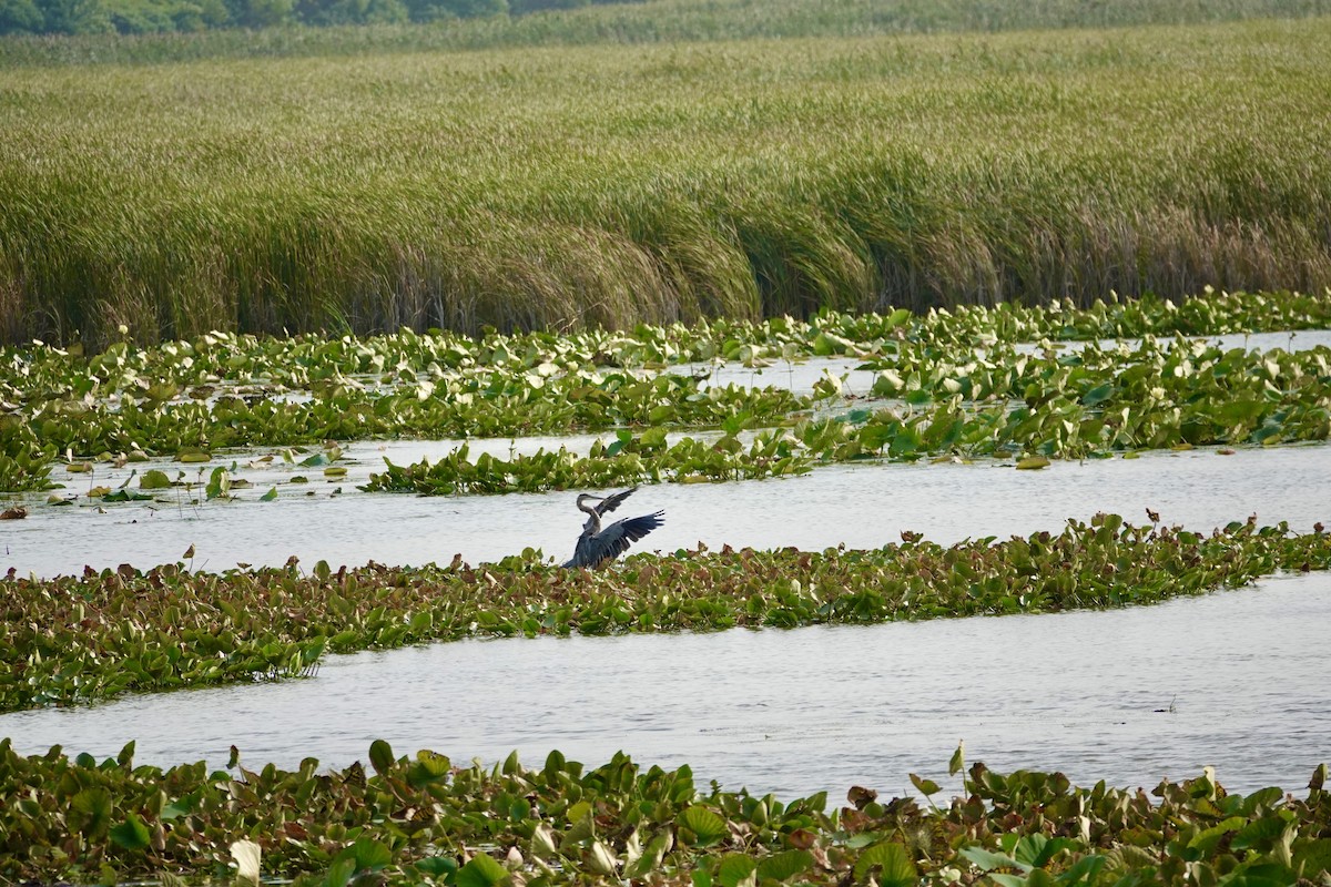 Great Blue Heron - ML642020571