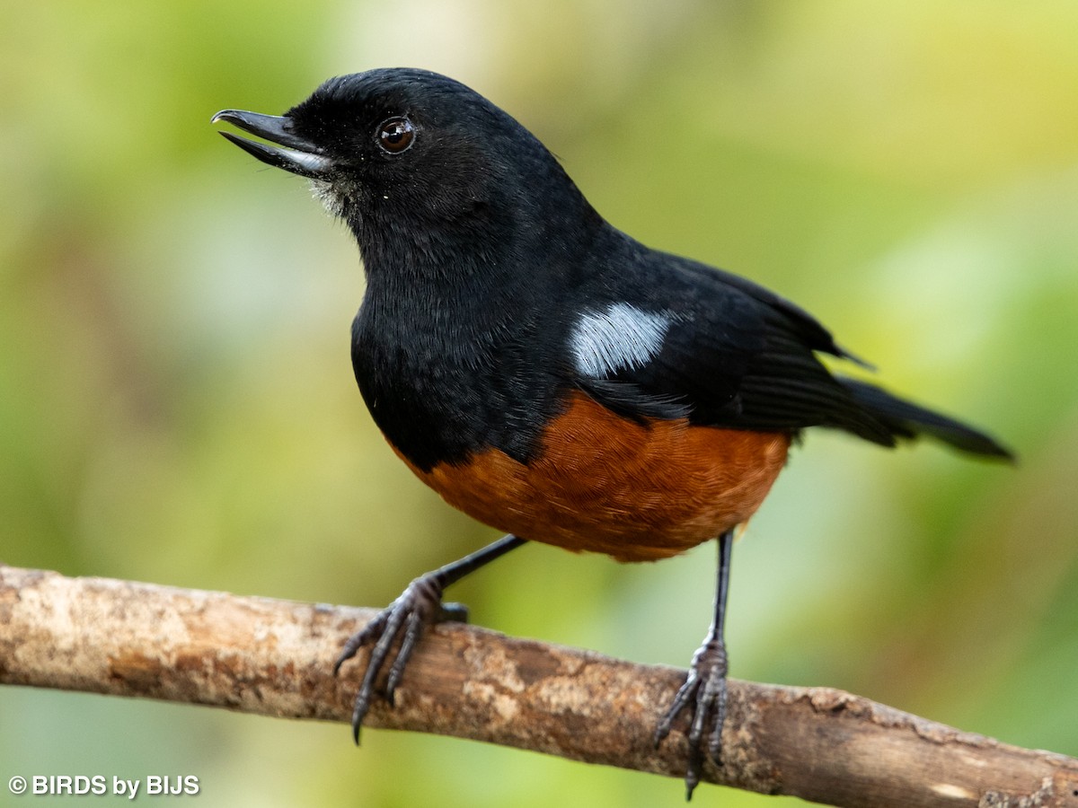 Chestnut-bellied Flowerpiercer - ML642020577