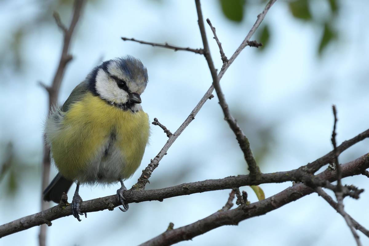 Eurasian Blue Tit - ML642020598