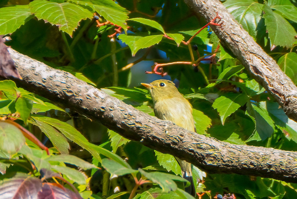Moucherolle à ventre jaune - ML642020613