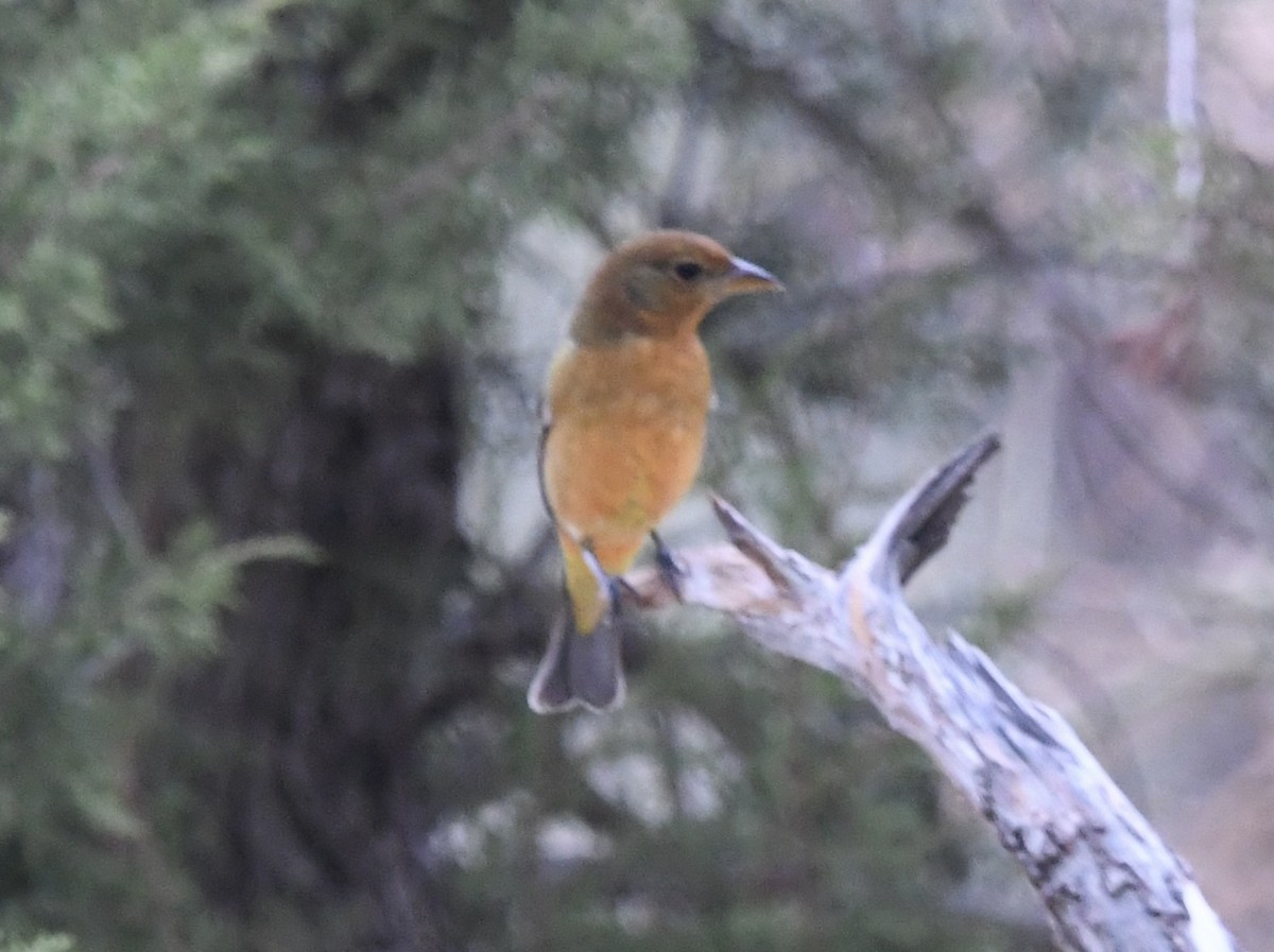 Piranga sp. - ML642020635