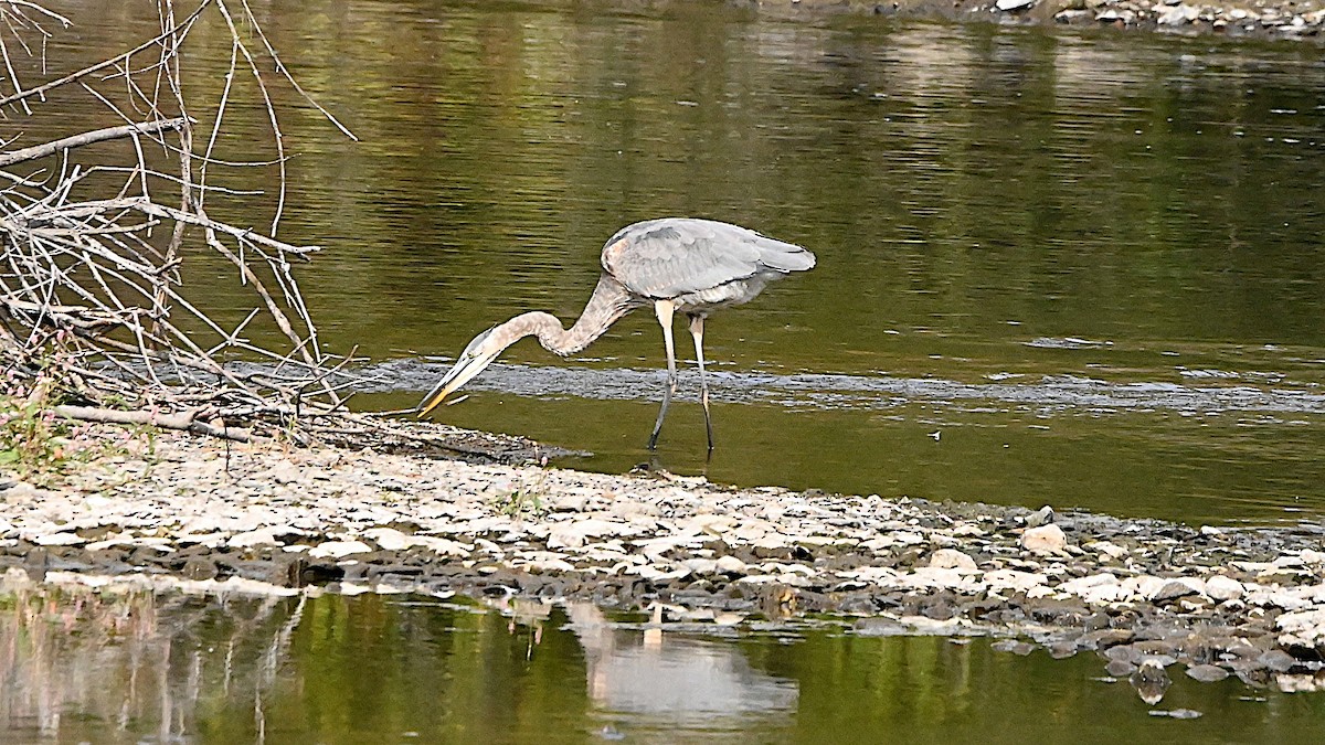 Great Blue Heron - ML642020651