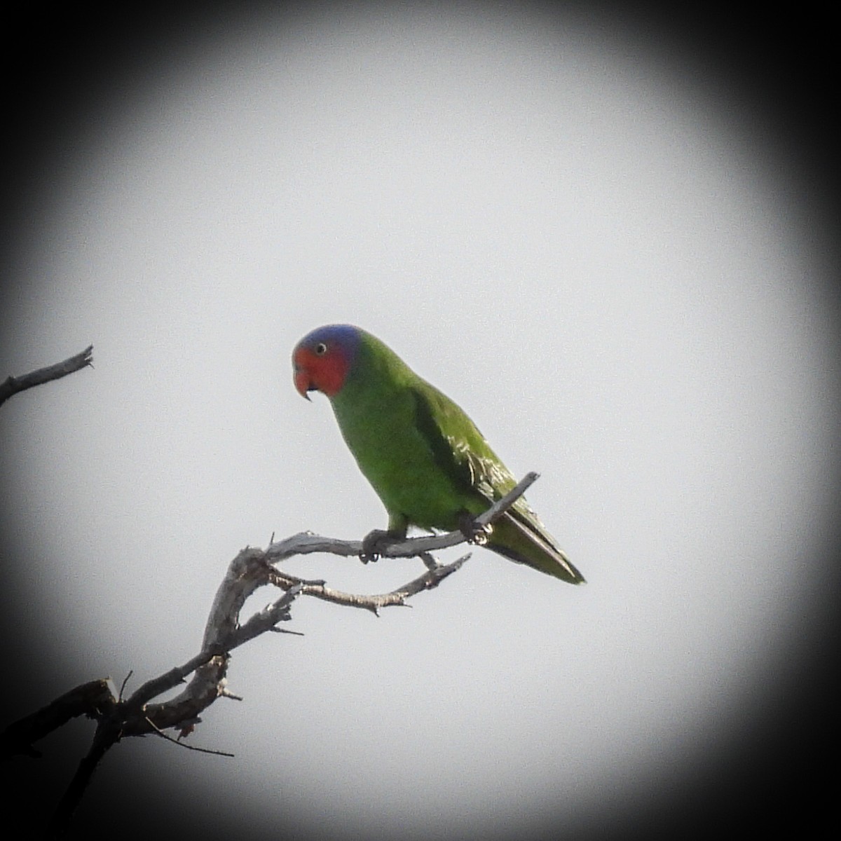 Red-cheeked Parrot - ML642020658