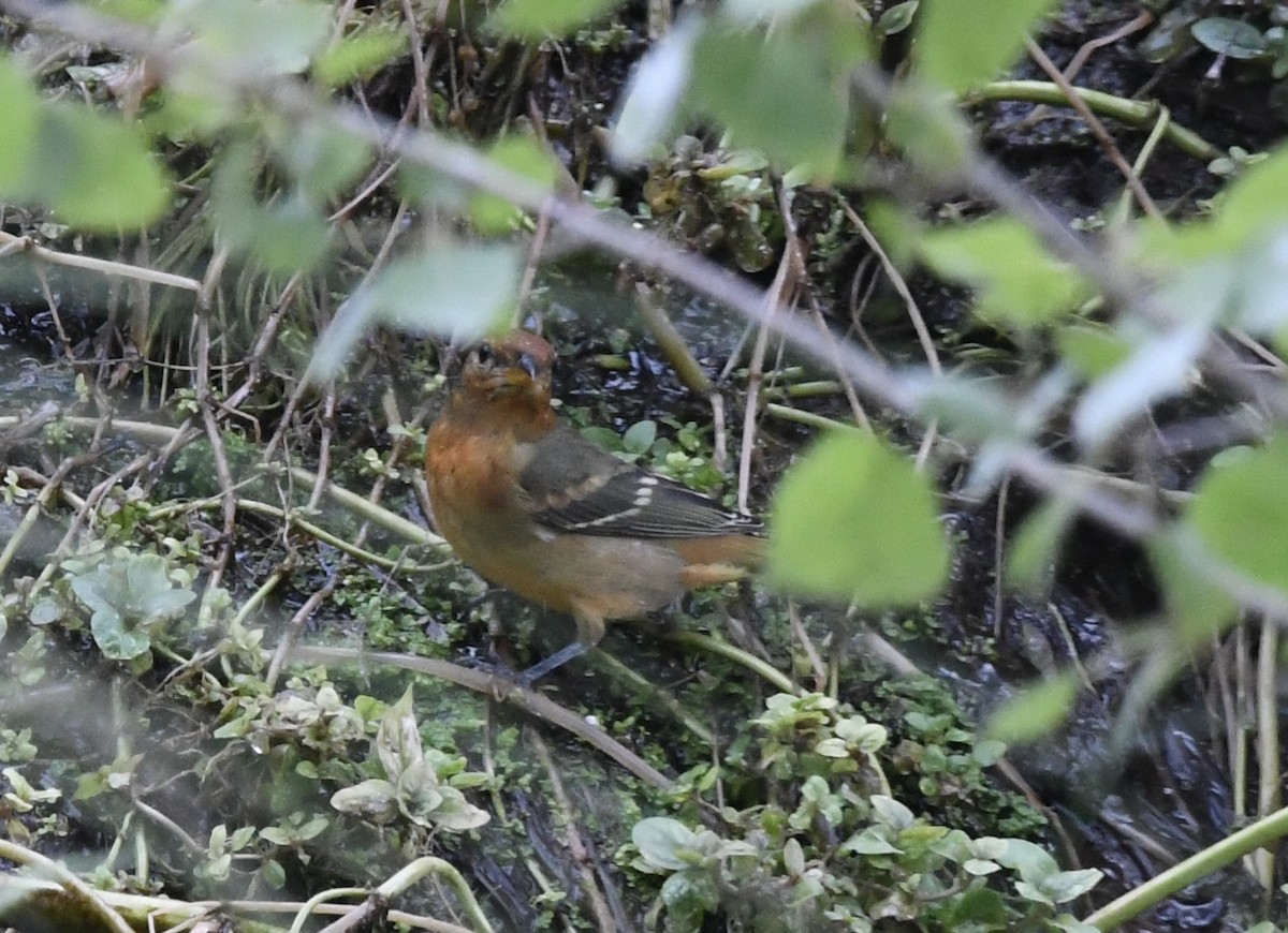 tanager sp. (Piranga sp.) - ML642020661