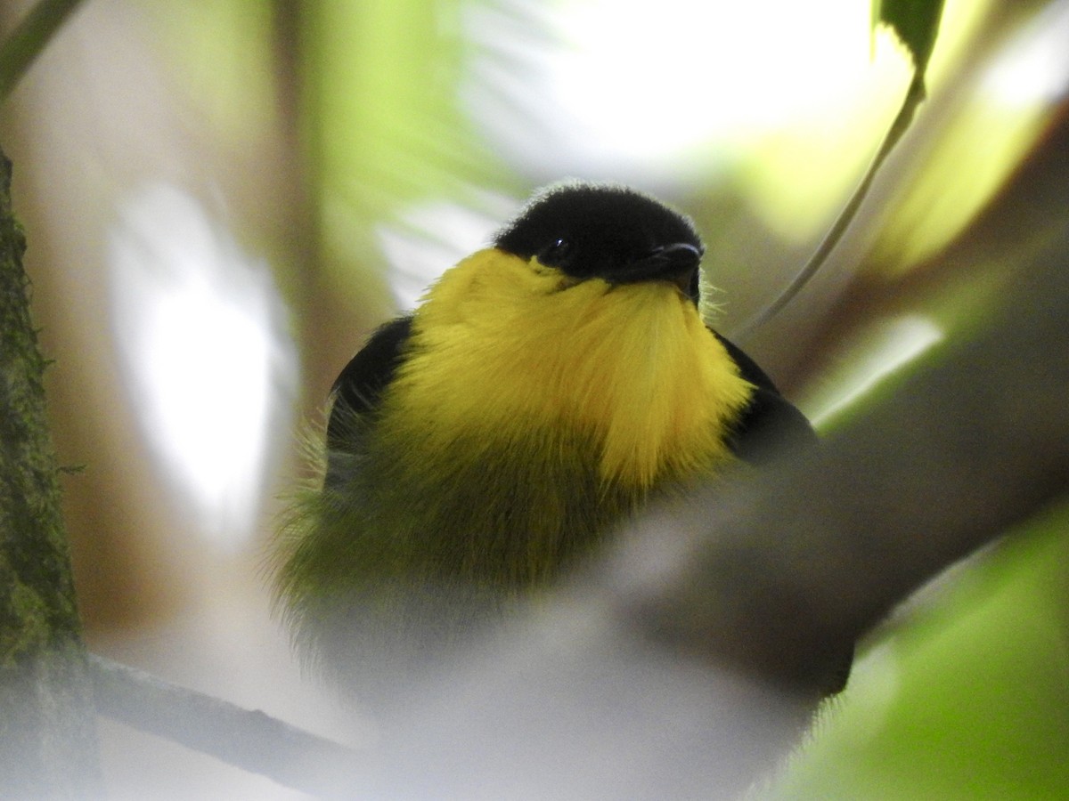 Manakin à col d'or - ML642020662