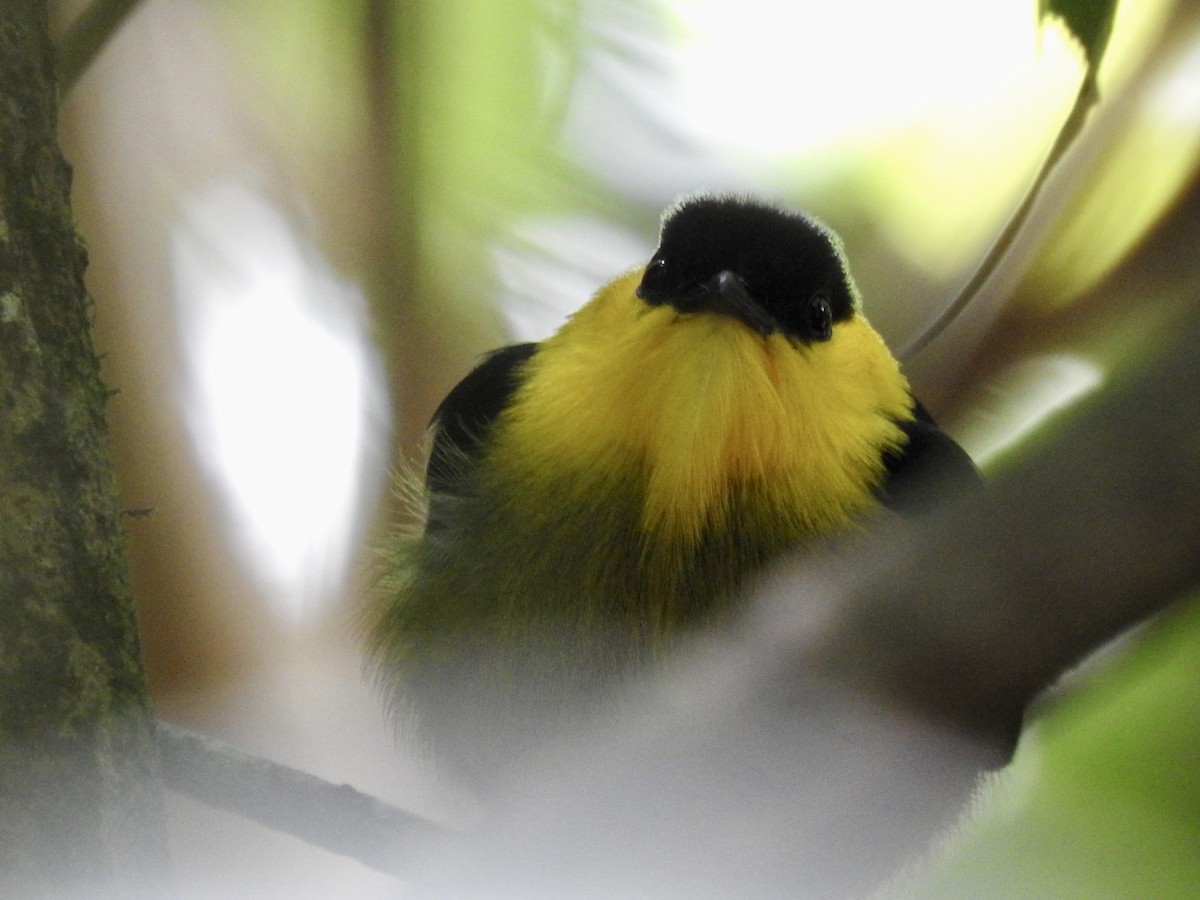 Manakin à col d'or - ML642020663