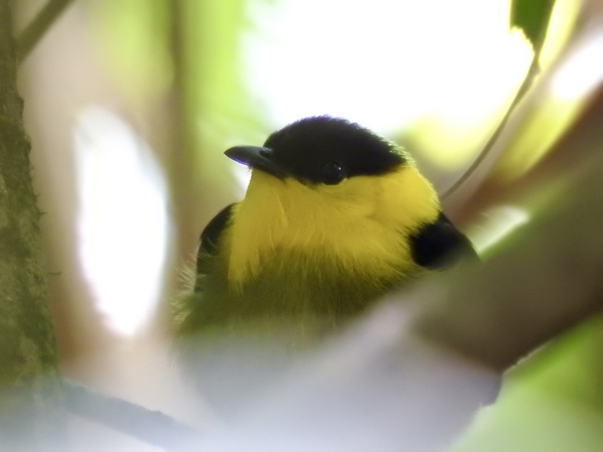 Manakin à col d'or - ML642020664