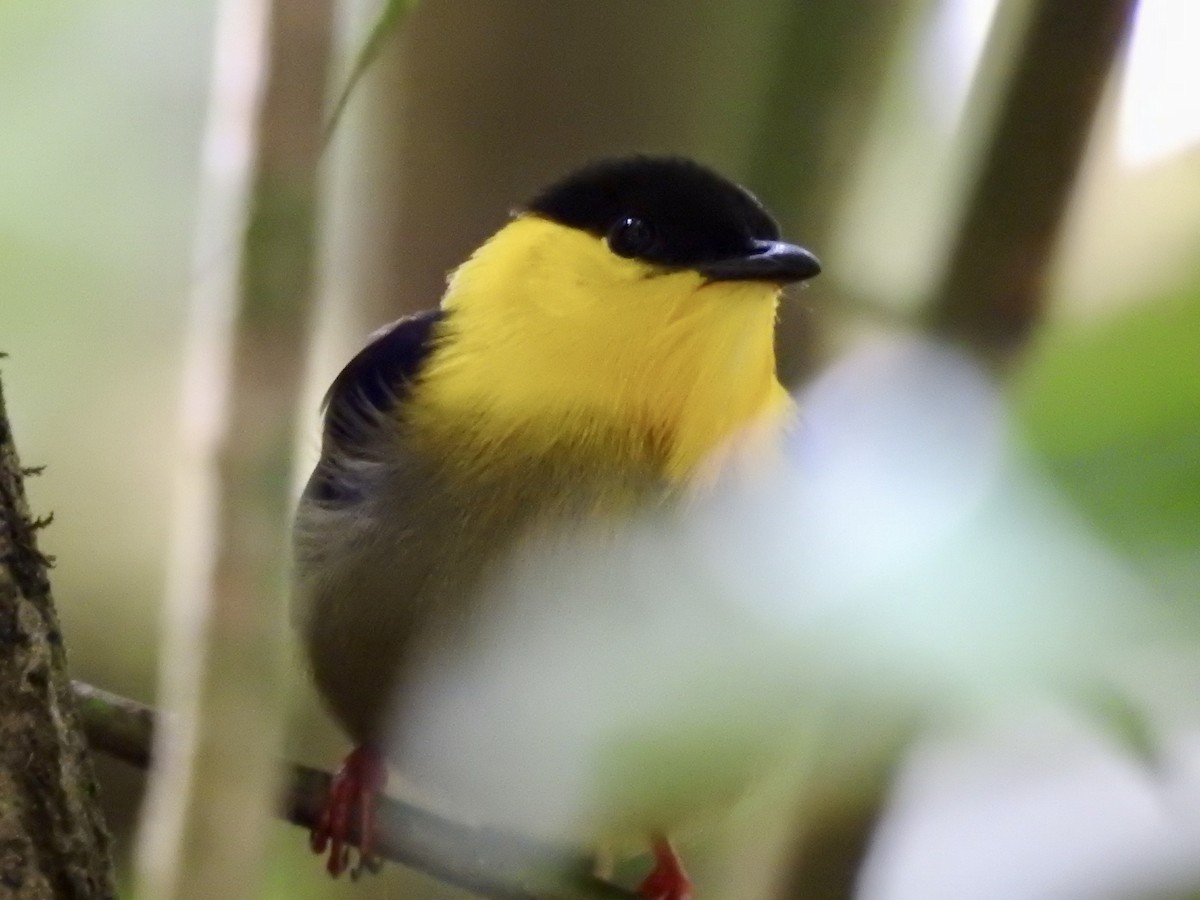 Manakin à col d'or - ML642020665