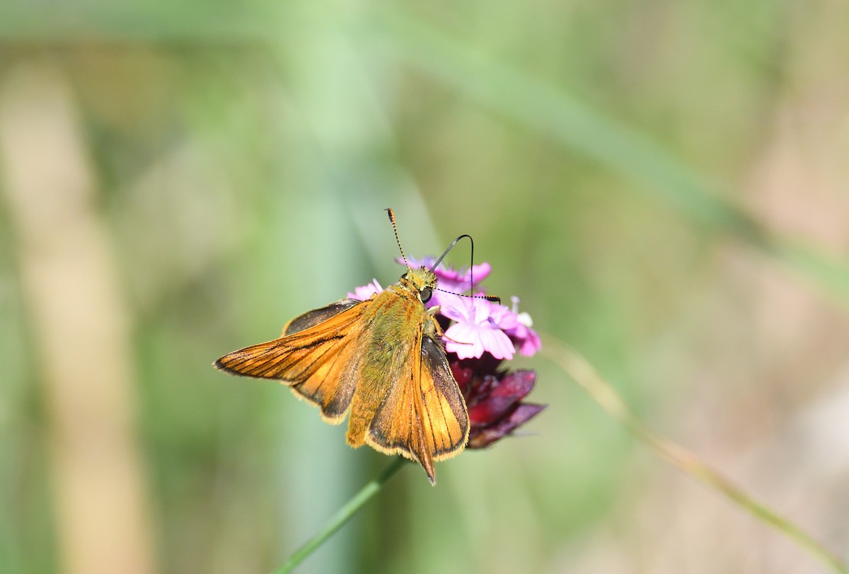 Animals - ML642020677