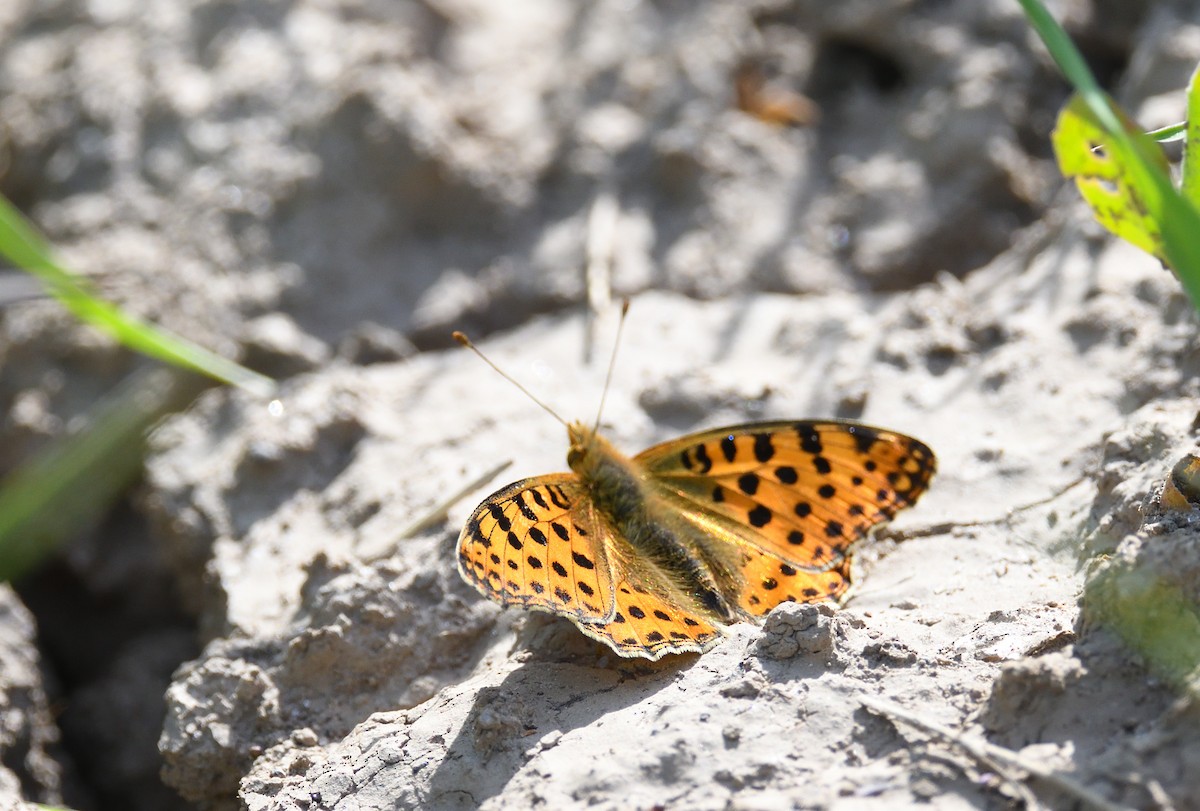 Animals - ML642020678