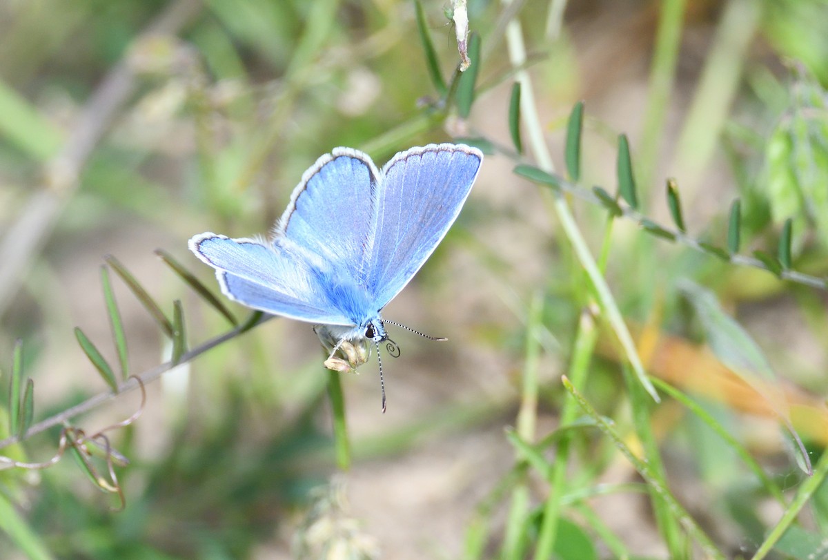 Animals - ML642020679