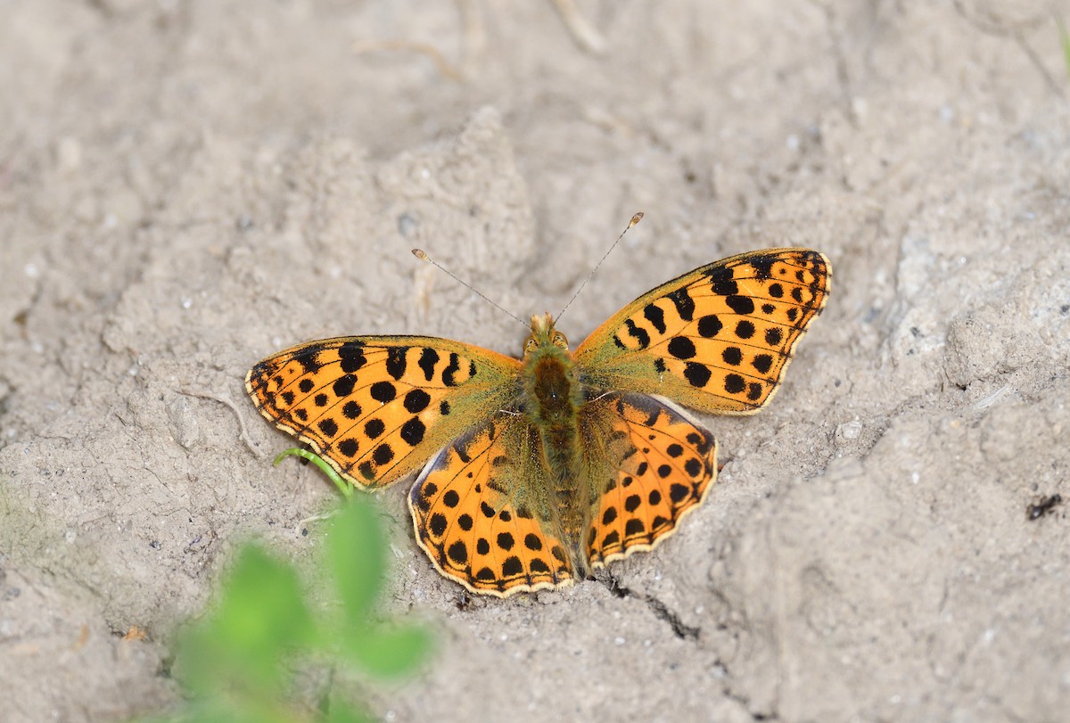 Animals - ML642020680