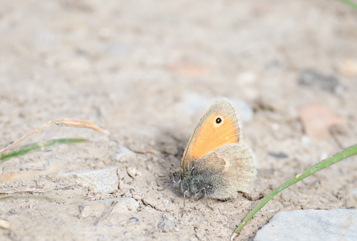 Animals - ML642020682