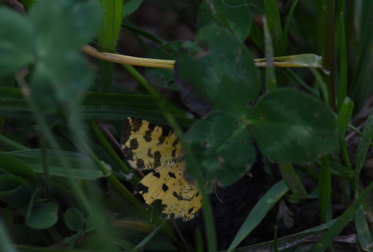 Animals - ML642020683