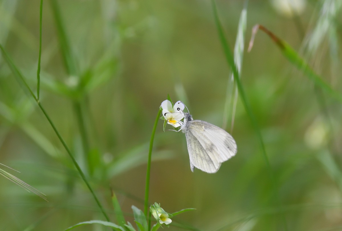 Animals - ML642020684