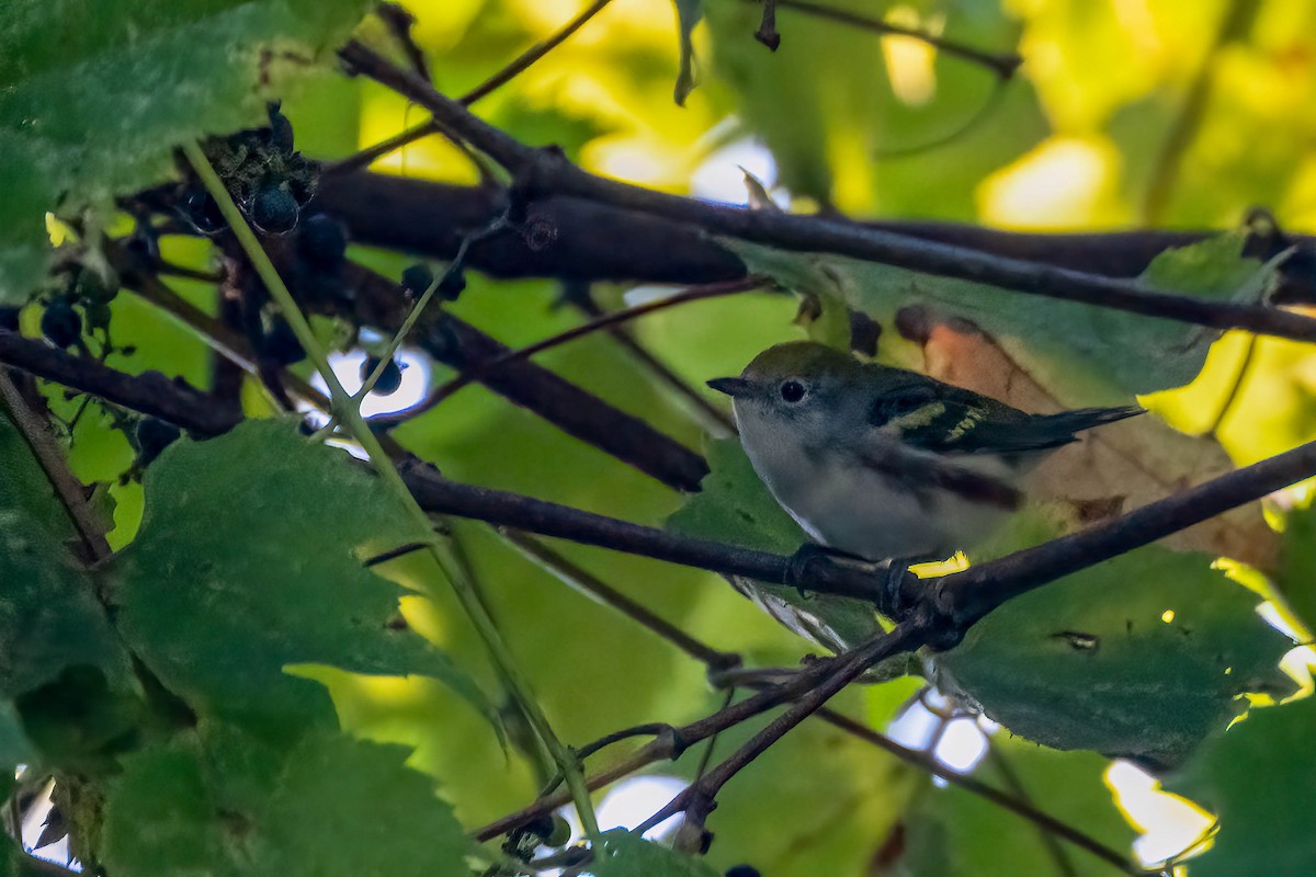 Chestnut-sided Warbler - ML642020687