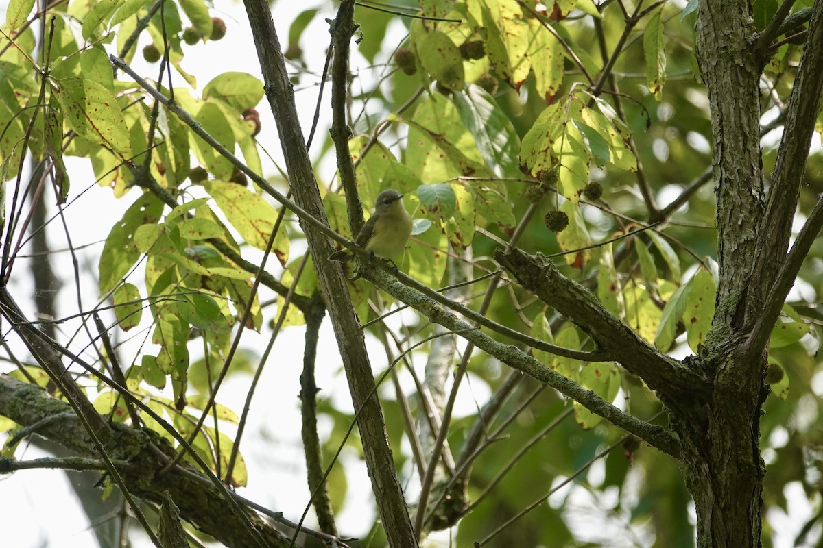 American Redstart - ML642020688