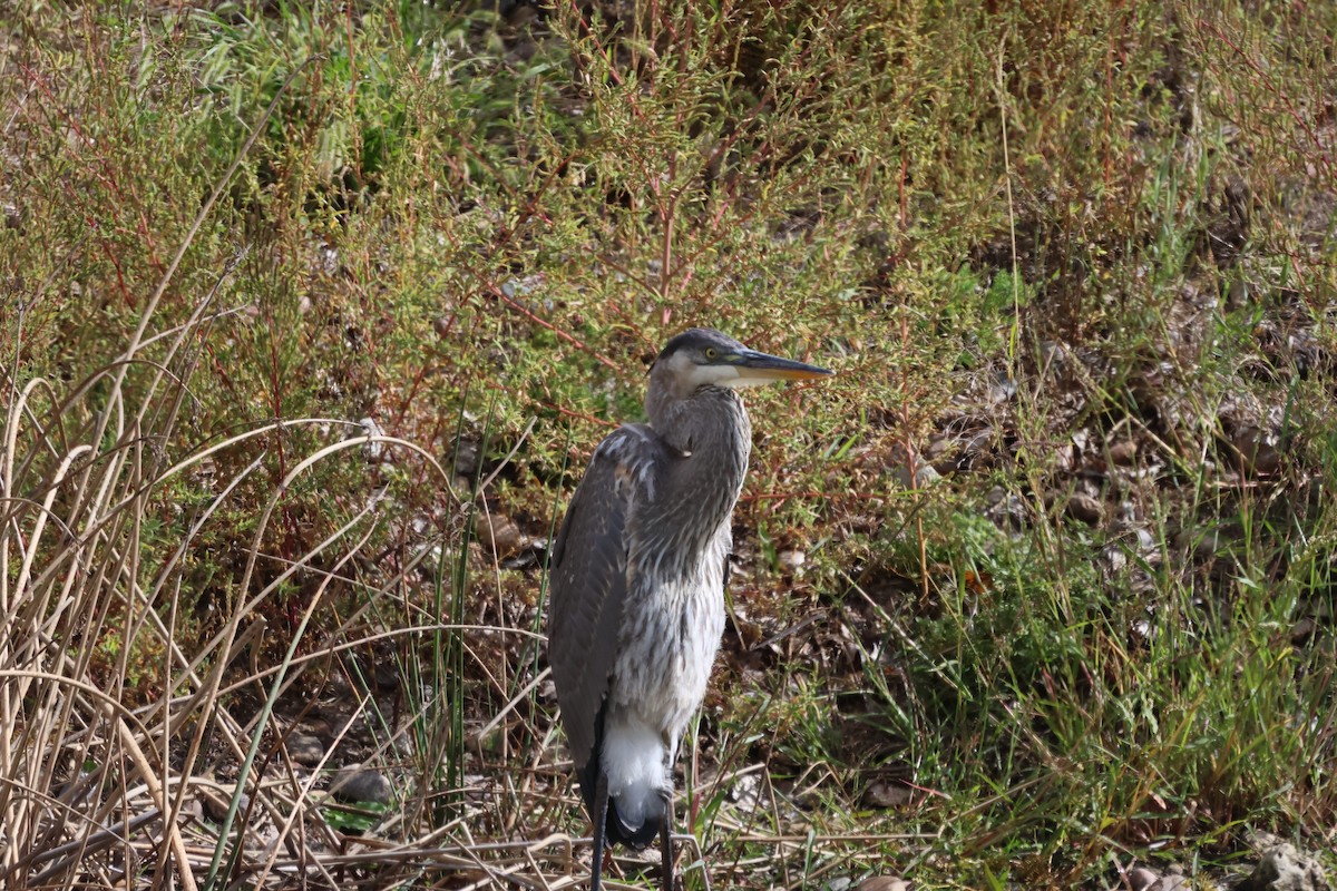 Great Blue Heron - ML642020694