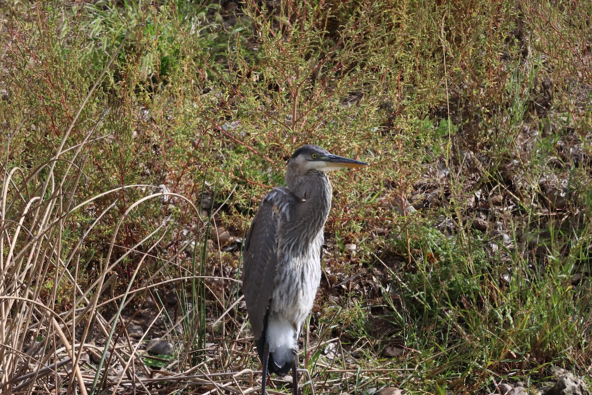 Great Blue Heron - ML642020695