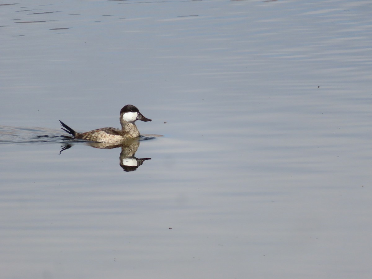 Ruddy Duck - ML642020698