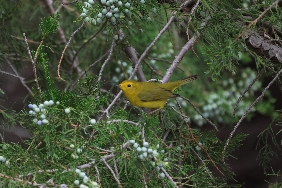 kalottparula - ML642020720