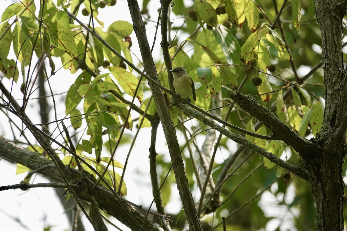 brunkinnparula - ML642020723