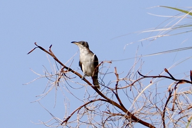 gulnebbgjøk - ML642020732