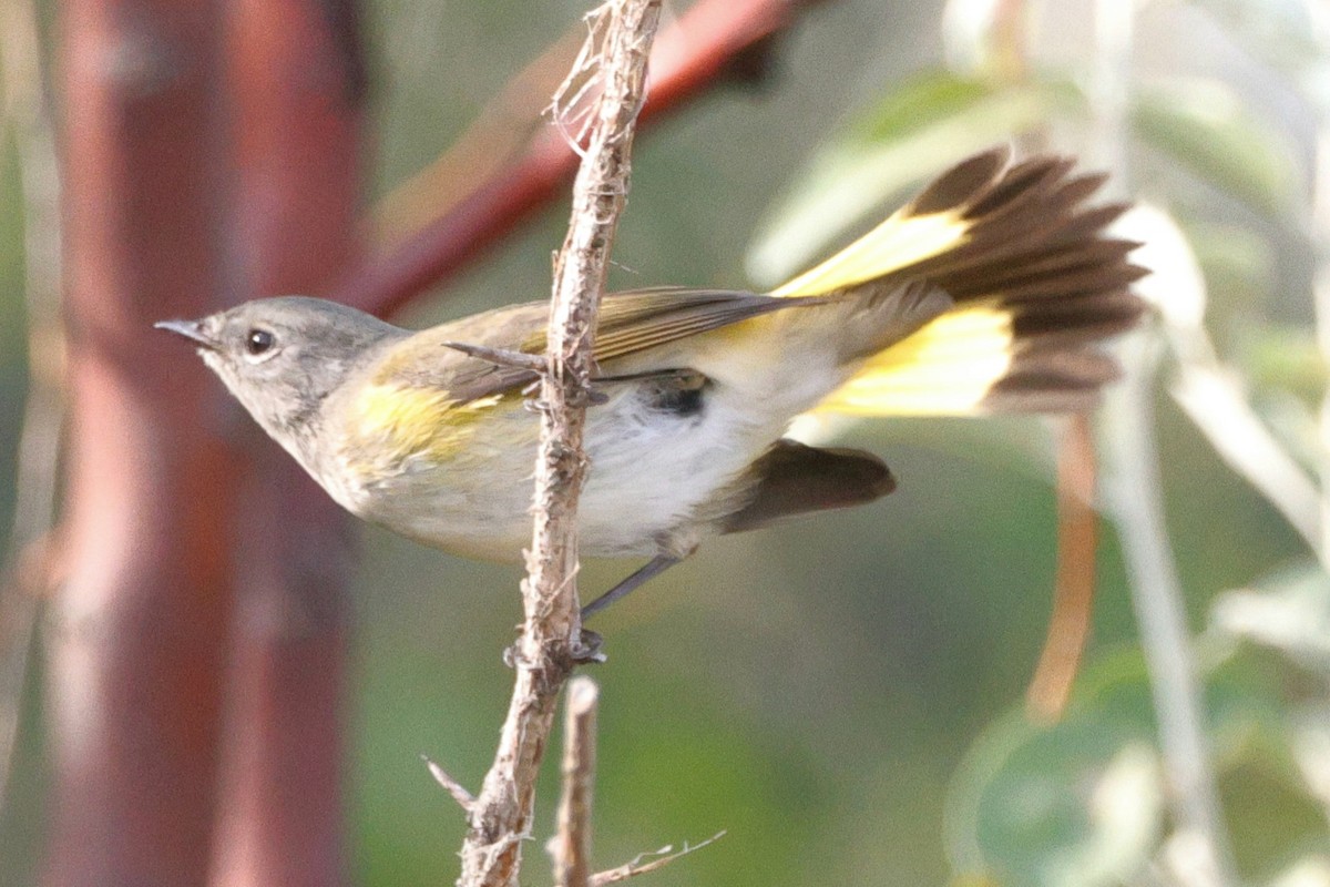 American Redstart - ML642020735