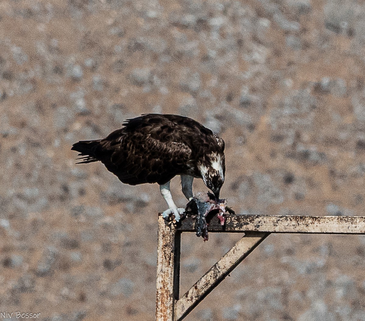 fiskeørn (haliaetus) - ML642020736