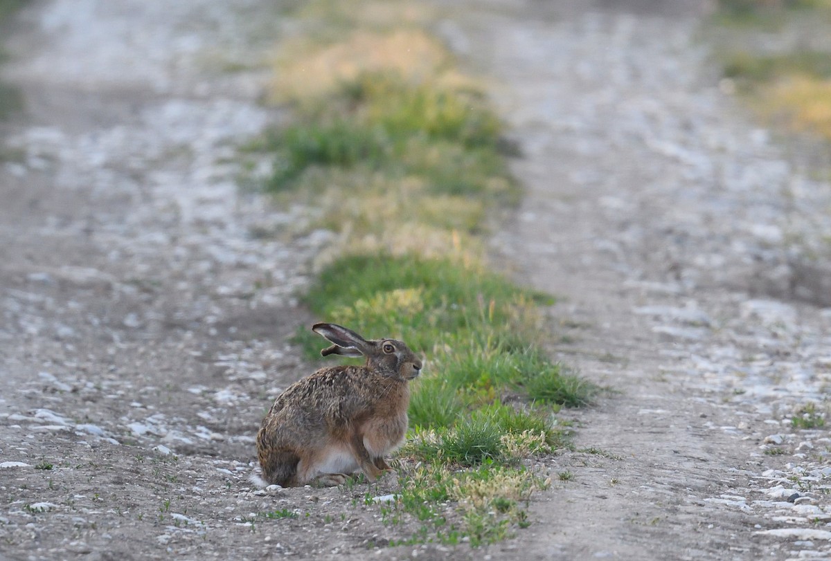 Brown Hare - ML642020743