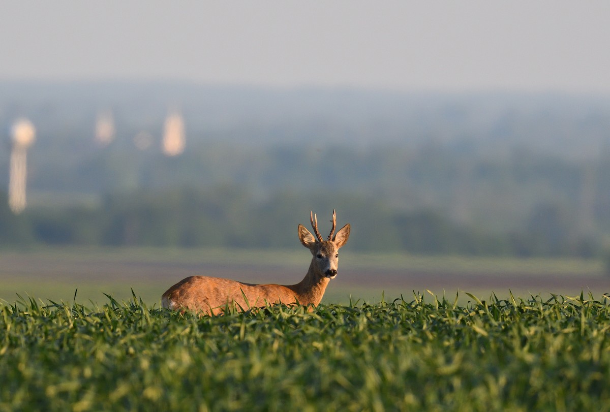 European Roe Deer - ML642020744