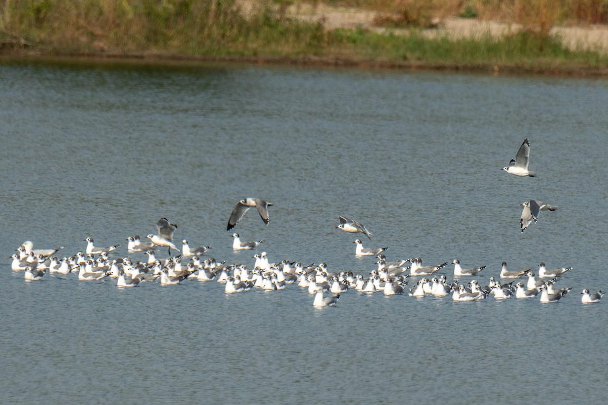 racek vnitrozemský - ML642020752