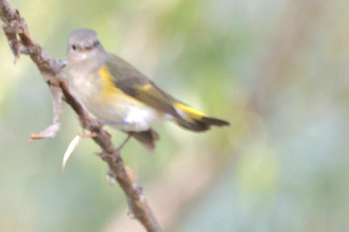 American Redstart - ML642020754