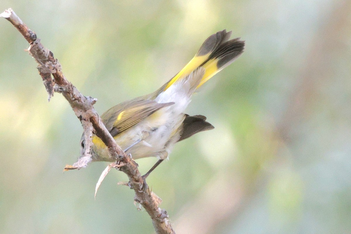 American Redstart - ML642020758