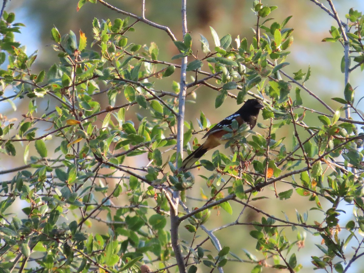 Spotted Towhee - ML642020767