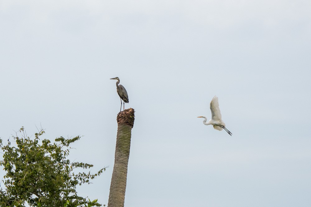 Great Blue Heron - ML642020769