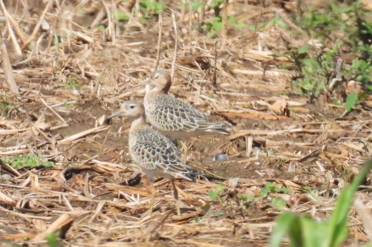 Buff-breasted Sandpiper - ML642020771
