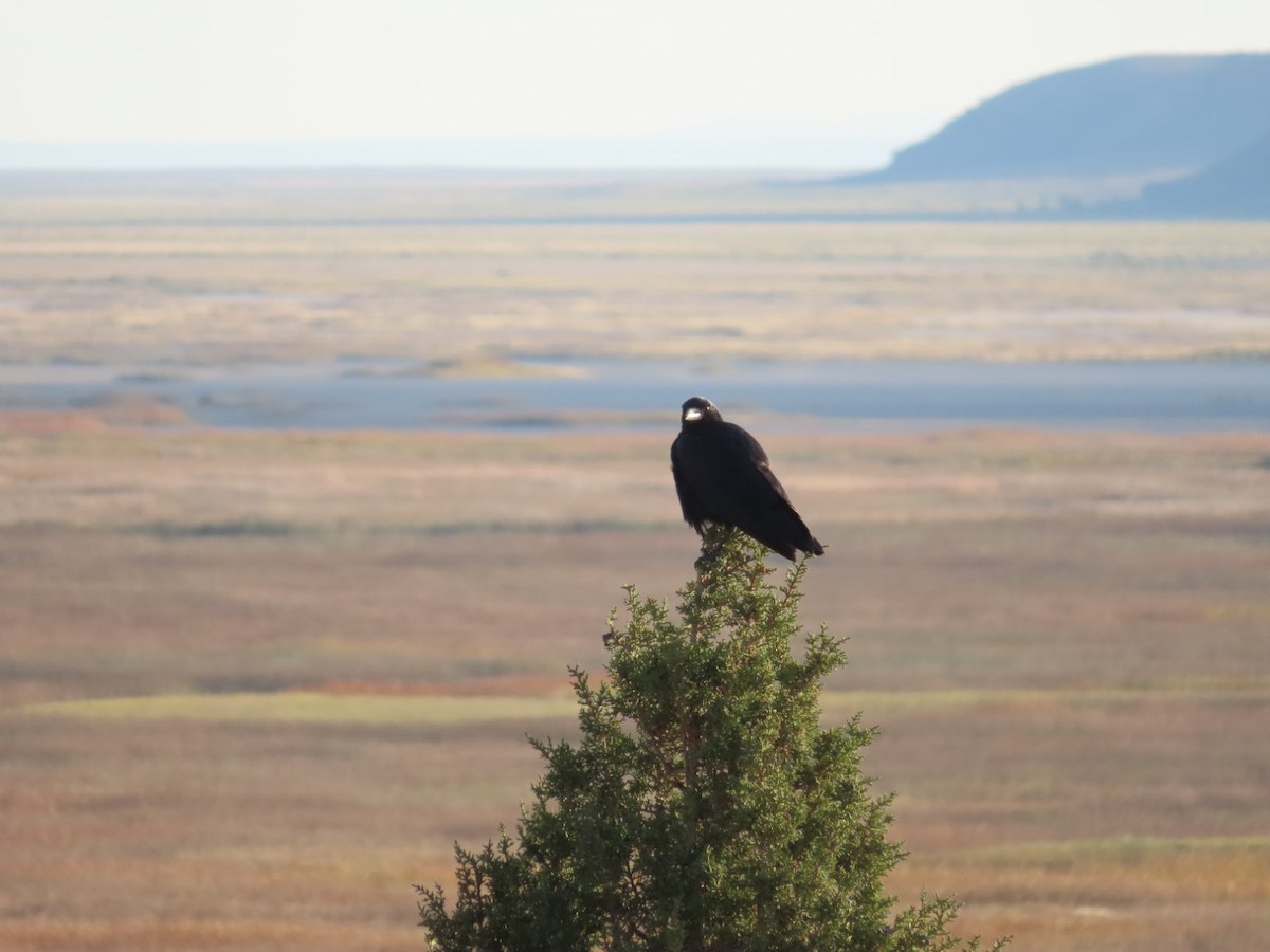 American Crow - ML642020772