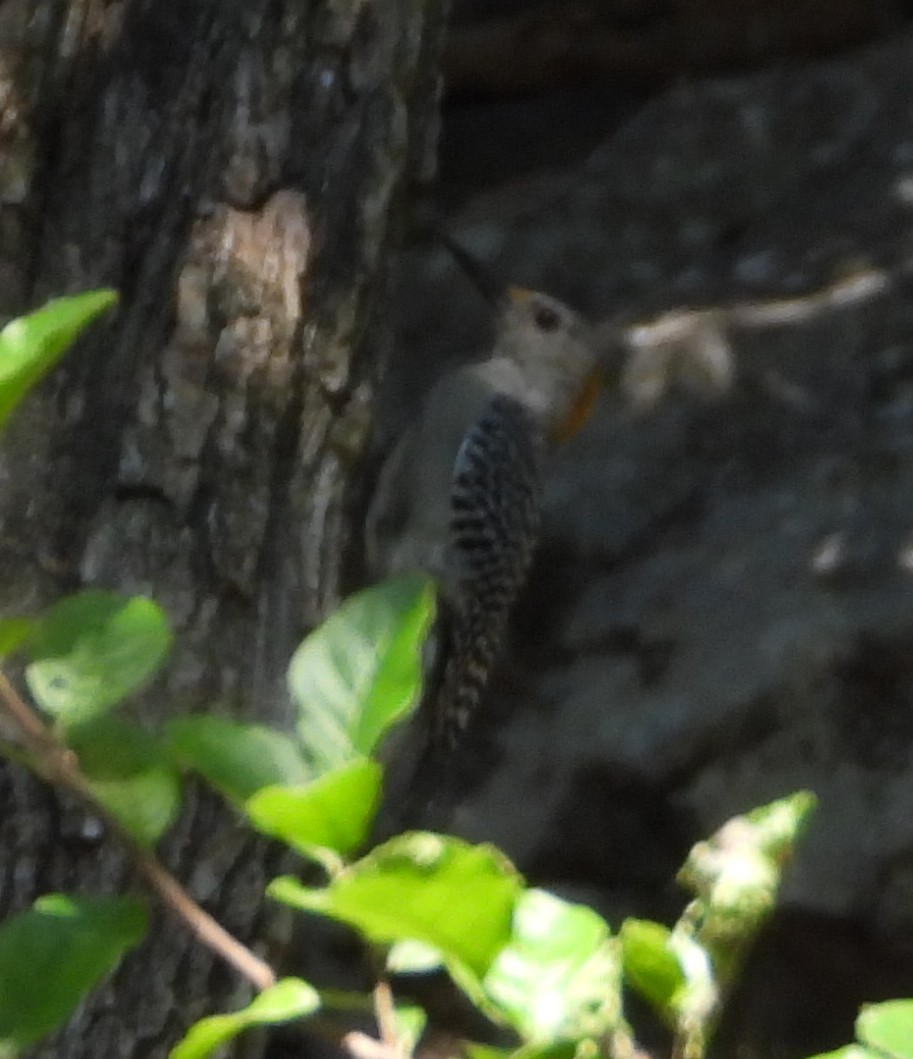 Golden-fronted Woodpecker - ML642020774