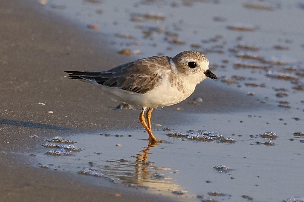 Piping Plover - ML642020778