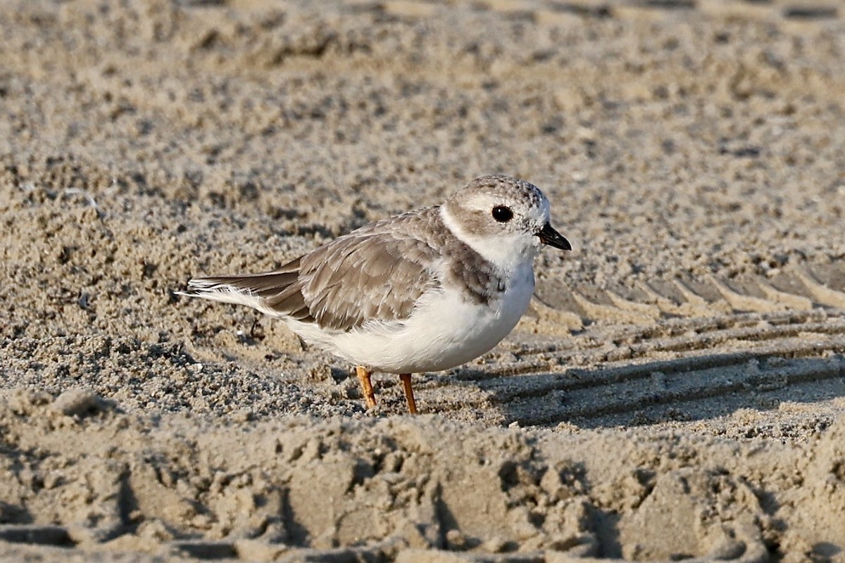 Piping Plover - ML642020779