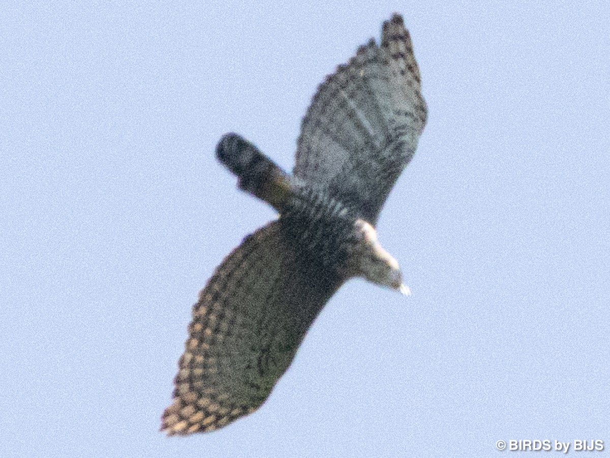 Ornate Hawk-Eagle - ML642020792