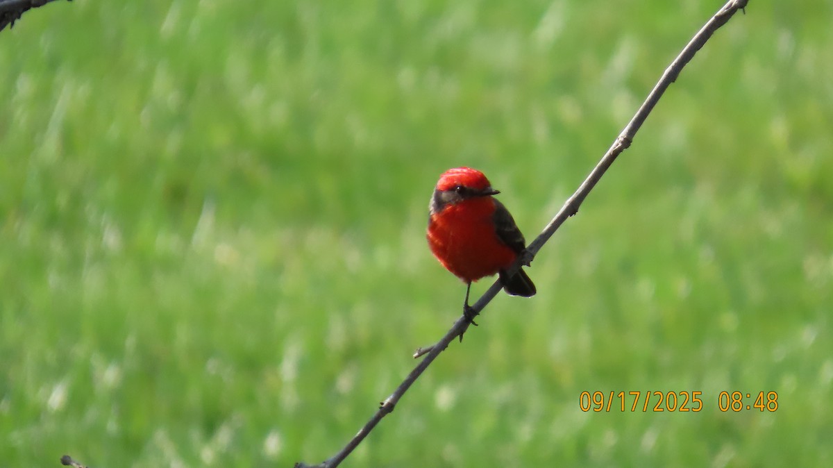 Vermilion Flycatcher - ML642020793