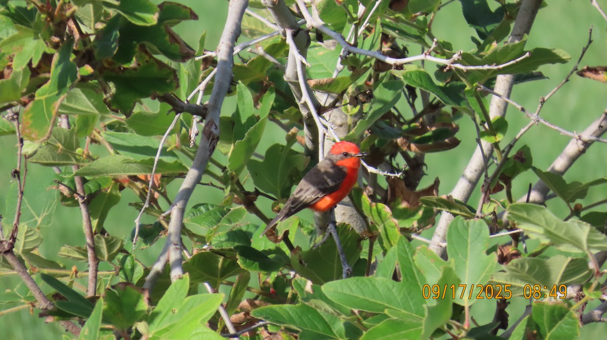 Vermilion Flycatcher - ML642020794
