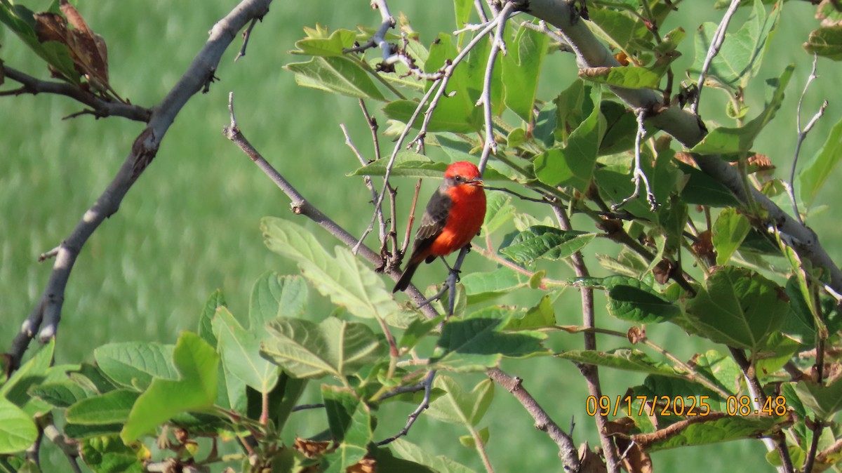 Vermilion Flycatcher - ML642020795