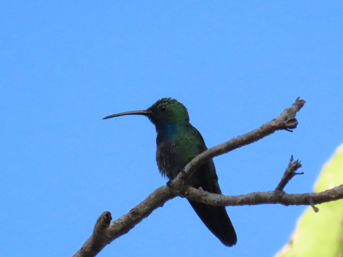 Green-breasted Mango - ML642020802