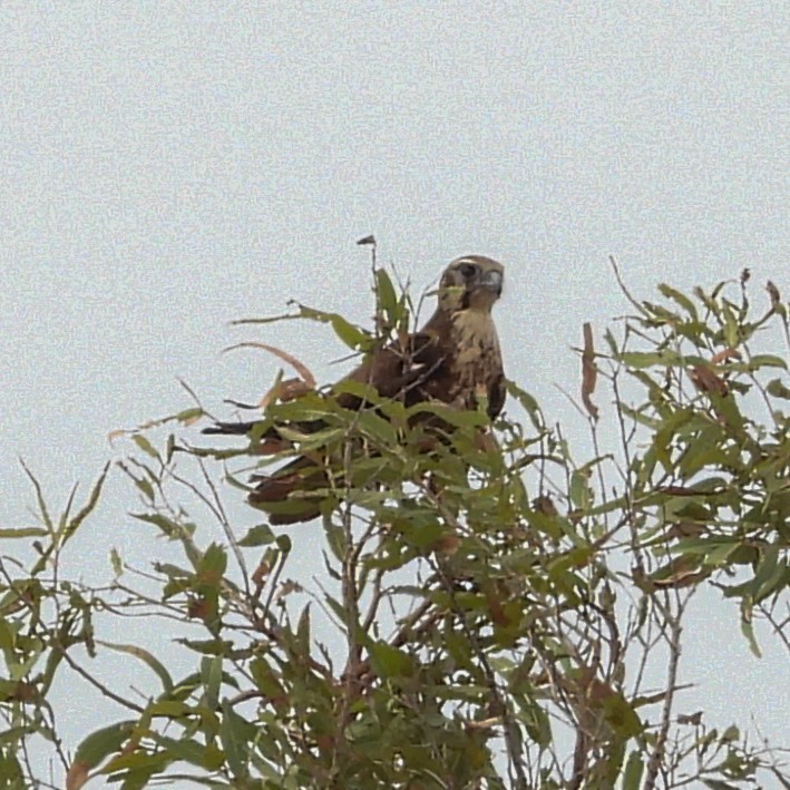 Brown Goshawk - ML642020804