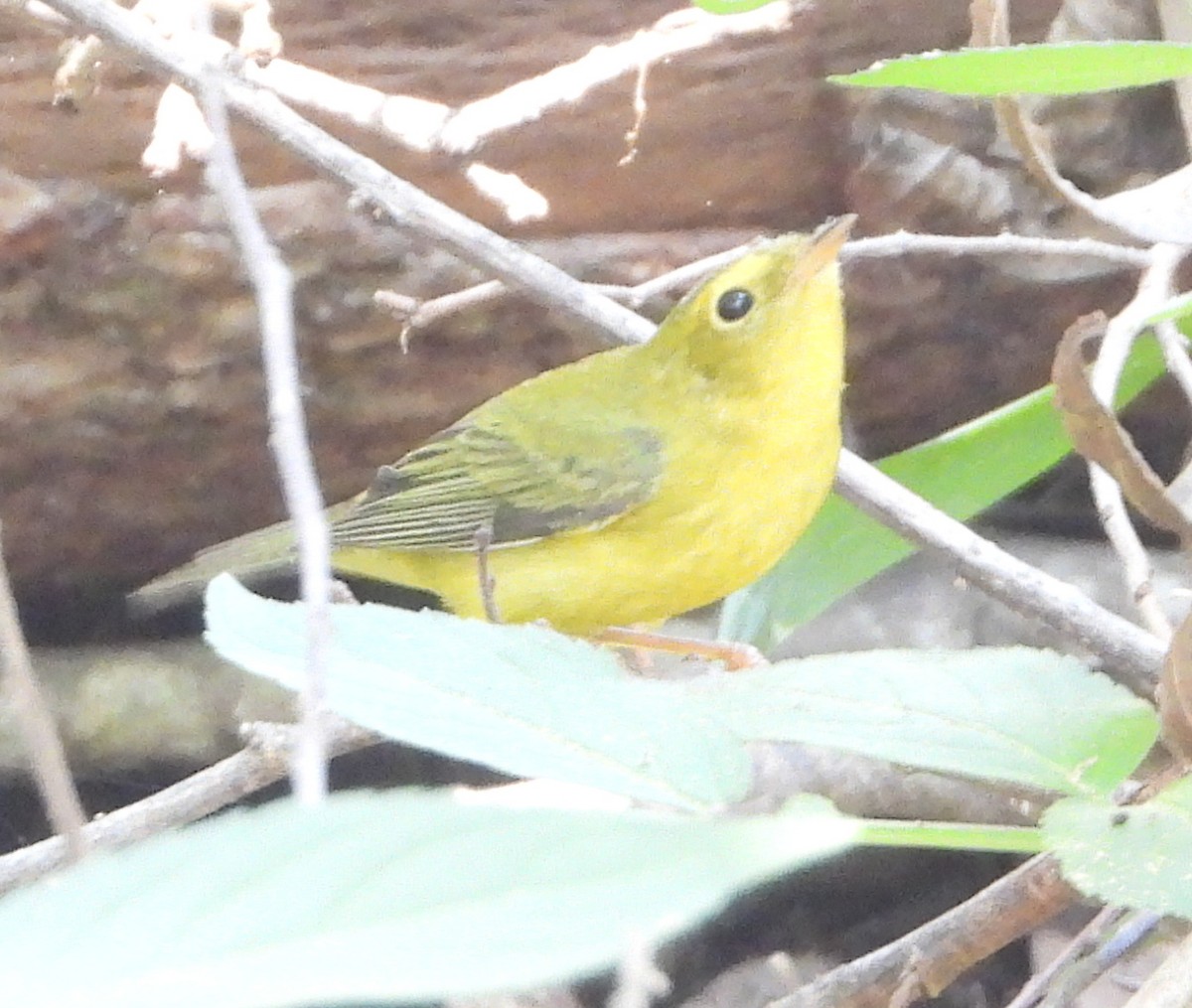 Wilson's Warbler - ML642020810