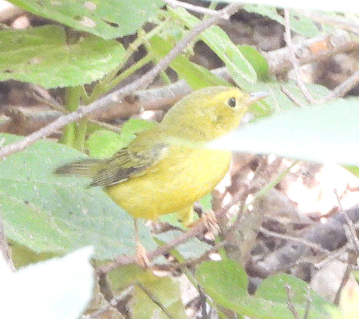 Wilson's Warbler - ML642020811